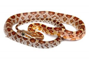 Pantherophis guttatus, caramel, femelle subadulte